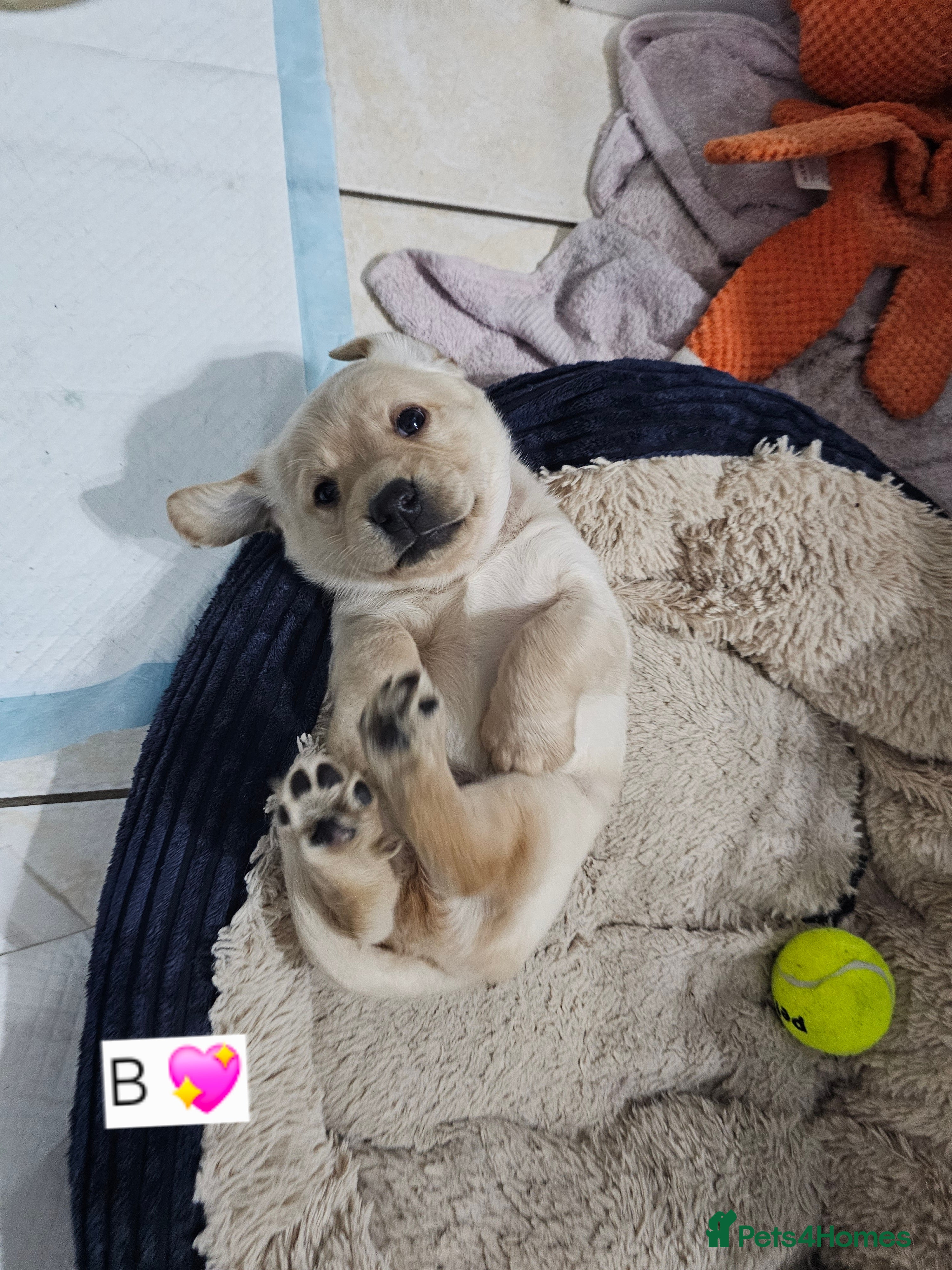 Cockerdor dogs The most loving Cockerdor Puppies ready 4th March! - Advert 6