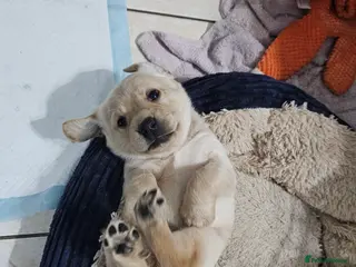 Cockerdor dogs The most loving Cockerdor Puppies ready 4th March! - Advert 1