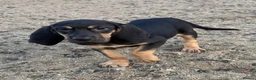 Bloodhound dogs for sale: Bloodhound puppies  in Dereham - Advert 16