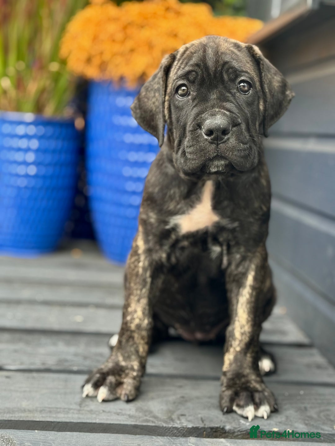 Mixed Breed dogs for sale: Last Four Mastiff pups available  - Image 18