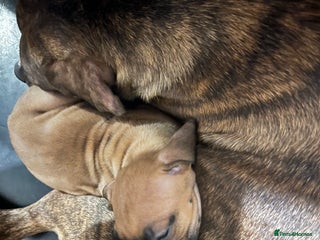 Boerboel dogs for sale: 🐾 Beautiful Boerboel Puppies 🐾 - Advert 1