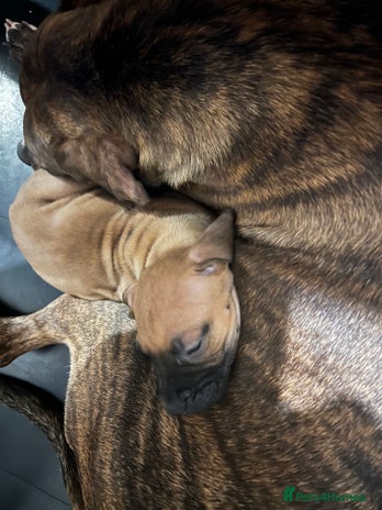 Boerboel dogs 🐾 Beautiful Boerboel Puppies 🐾 - Advert 1