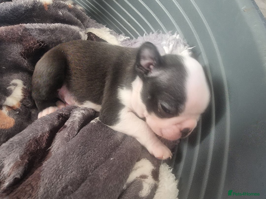Boston Terrier dogs for sale: Boston Terrier pups - Image 12