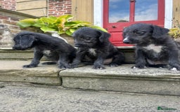 Bedlington Terrier dogs for sale: Fantastic F1 Bedlington x Whippet Puppies  - Image 6