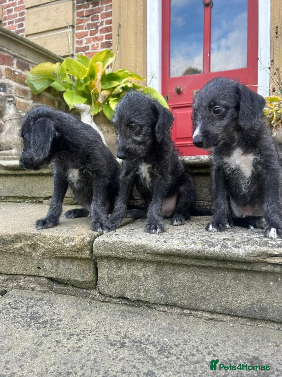 Bedlington Terrier dogs for sale: Fantastic F1 Bedlington x Whippet Puppies  - Image 6