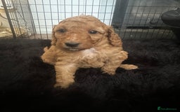 Cockapoo dogs for sale: Adorable F1B puppies born weekly pictures progress - Image 16