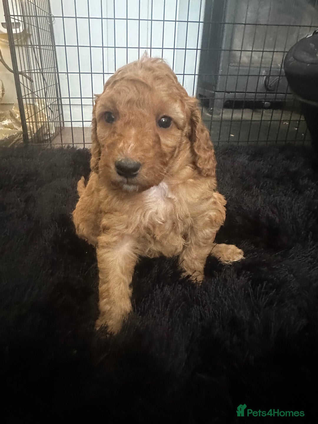 Cockapoo dogs for sale: Adorable F1B puppies born weekly pictures progress - Image 16