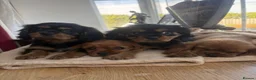 Cavalier King Charles Spaniel dogs for sale: HEALTH CHECKED DNA TESTED READY in Rochdale - Advert 2