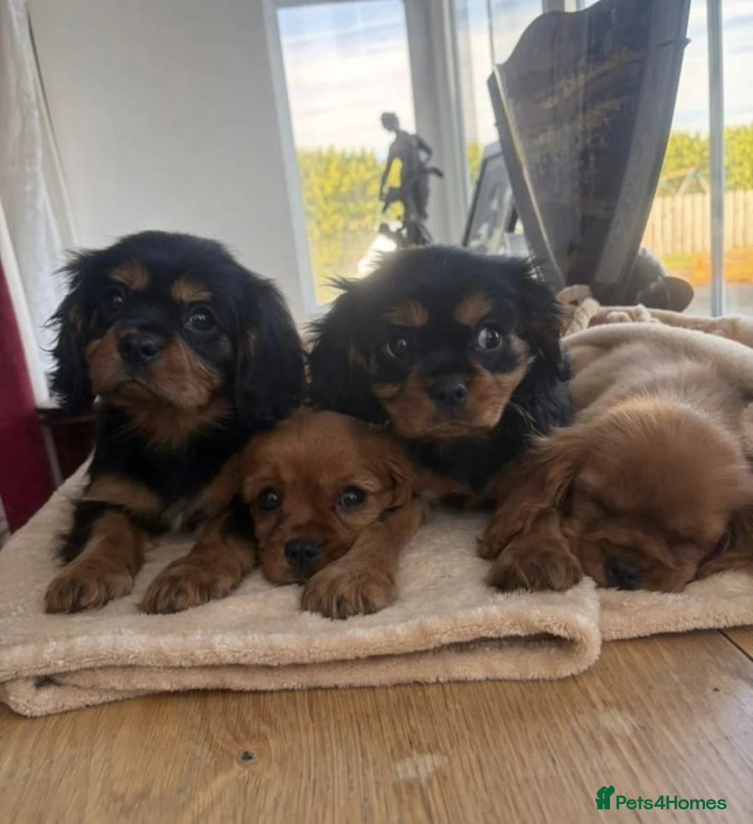 Cavalier King Charles Spaniel dogs for sale: HEALTH CHECKED DNA TESTED READY in Rochdale - Advert 2