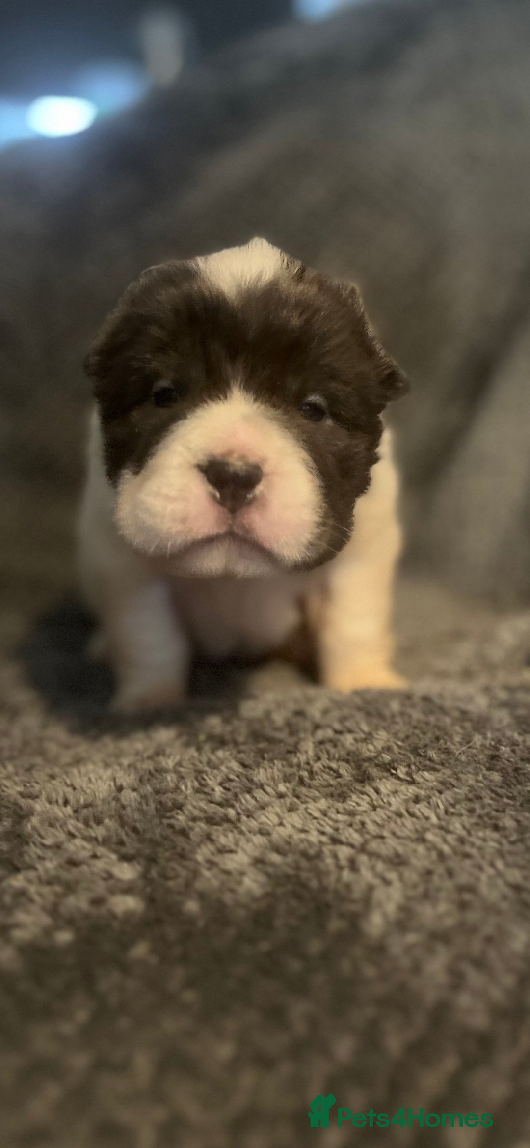 Shar Pei dogs for sale: Ready now amazing bear coat !!!!  - Advert 36