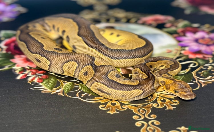 Python Snake reptiles - Advert 1