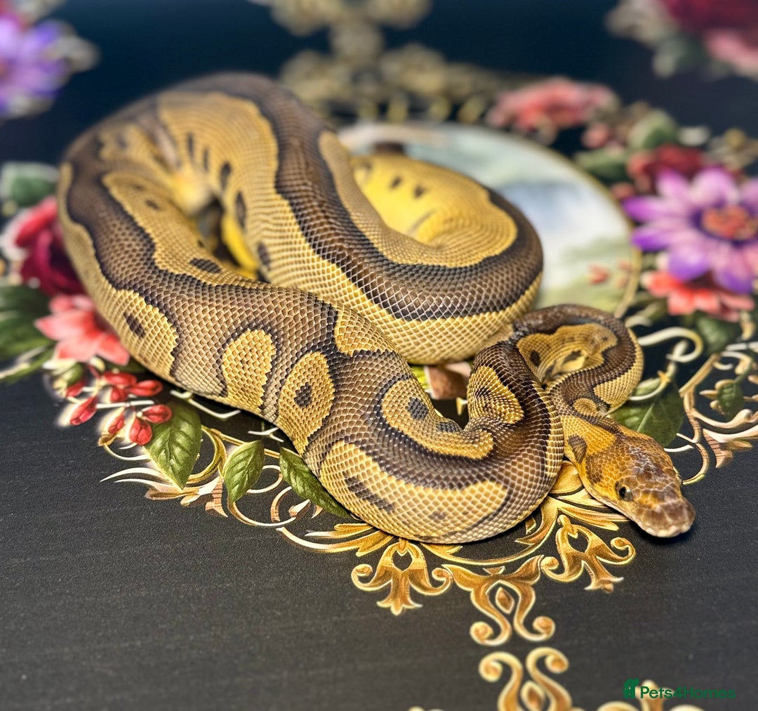 Python Snake reptiles for sale: Beautiful female Royal Python  - Image 1
