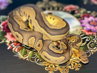 Python Snake reptiles - Advert 5