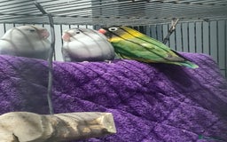 Lovebirds birds for sale: Fishers Lovebirds  - Image 4