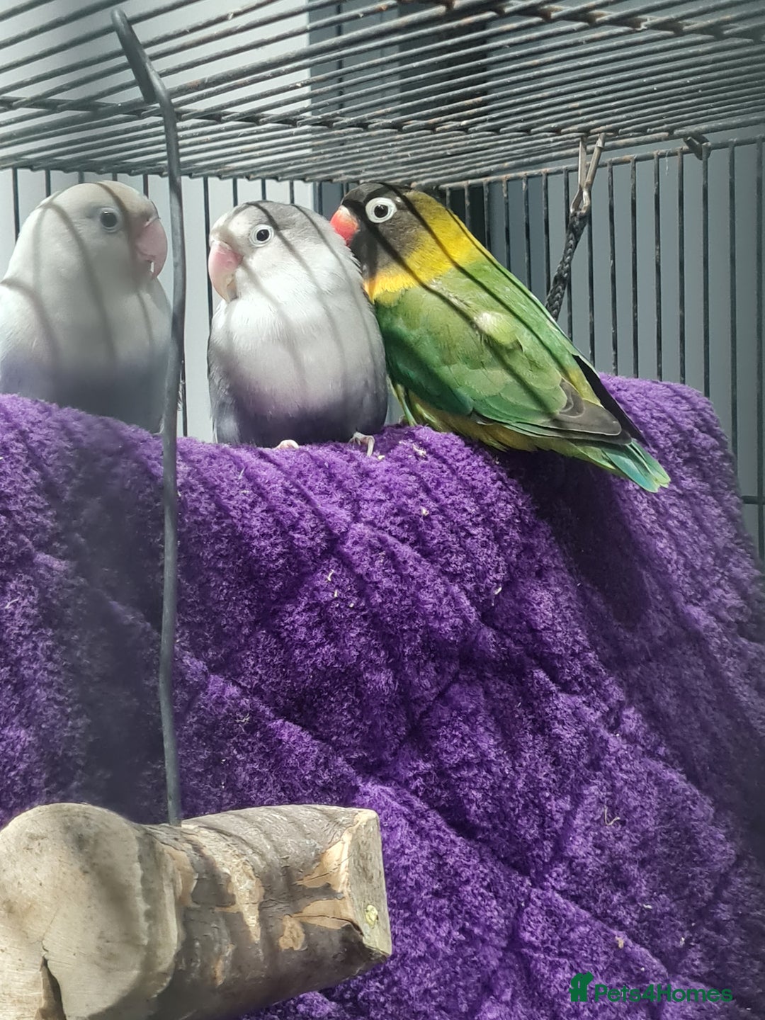 Lovebirds birds for sale: Fishers Lovebirds  - Image 4