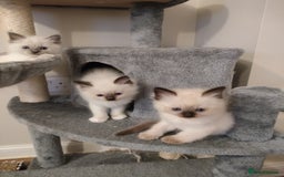 Ragdoll cats for sale: Adorable Ragdoll Kitten ready now - Image 13