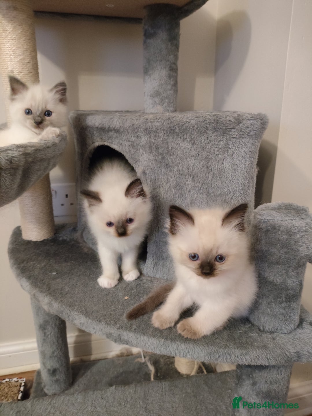 Ragdoll cats for sale: Adorable Ragdoll Kitten ready now - Image 13