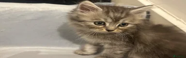 Persian 4