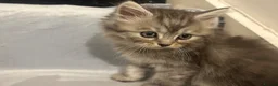 Persian cats for sale: Cute Half Persian Kittens  - Advert 20