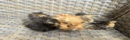 Guinea Pig rodents for sale: 3 Handsome long haired male guinea pigs. - Advert 3