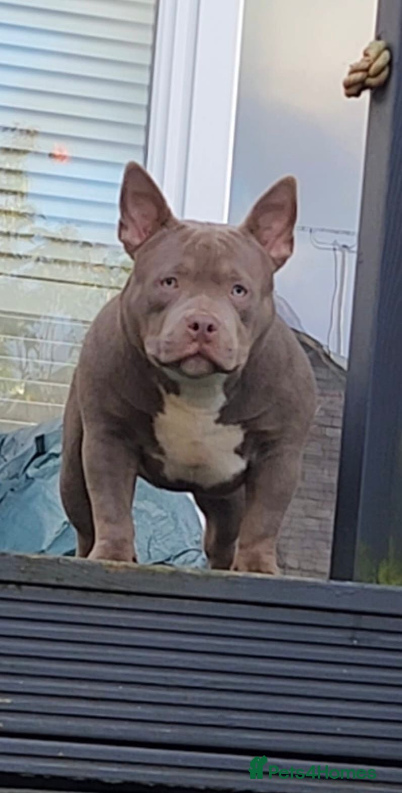 American Bully dogs American Bully Pocket  Female  - Advert 3