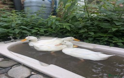 Ducks poultry for sale: Point of Lay Cherry Valley Ducks For Sale - Image 5
