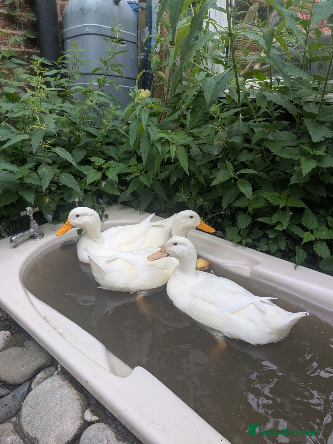 Ducks poultry for sale: Point of Lay Cherry Valley Ducks For Sale - Image 5