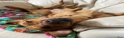 Labrador Retriever dogs for sale: Home needed for a 5 year old female Labrador  - Advert 10