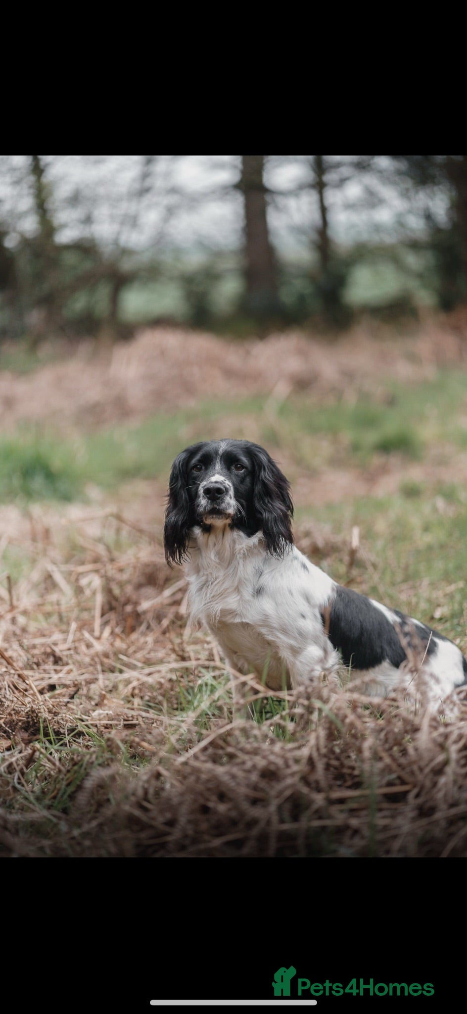 English Springer Spaniel dogs Exceptional ESS pups from tested working parents  - Advert 2