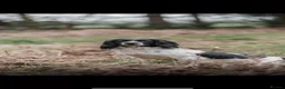English Springer Spaniel dogs for sale: Exceptional ESS pups from tested working parents  - Advert 2