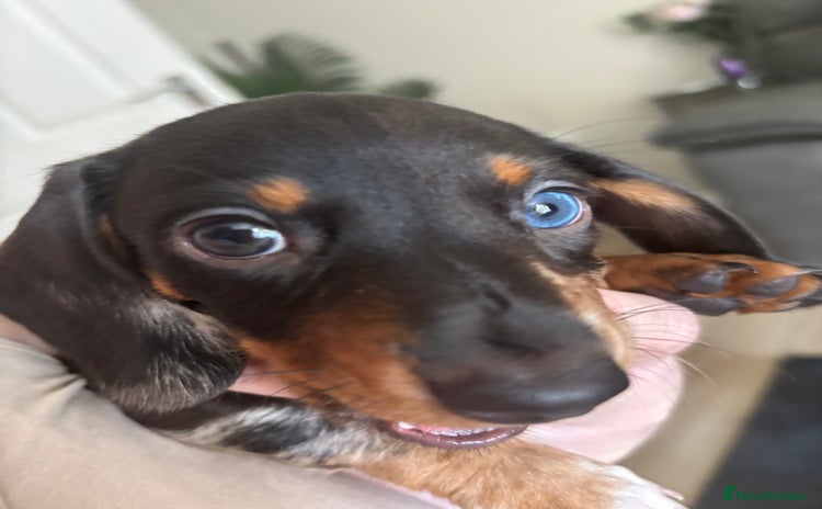 Miniature Dachshund dogs - Advert 4