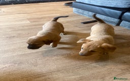 Mixed Breed dogs for sale: Rottweiler cross saluki puppies  - Image 15