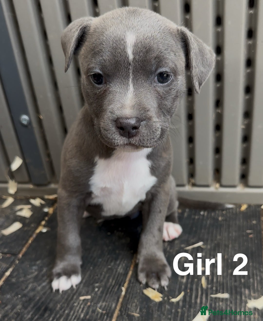 Staffordshire Bull Terrier dogs for sale: Stunning litter of Staffs - Image 9