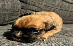 Boxer dogs for sale: Beautiful bob/tailed litter pure boxers  - Advert 21