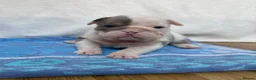 English Bulldog dogs for sale: Beautiful bulldog puppies  - Advert 16