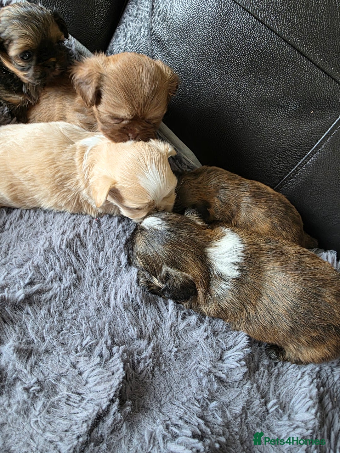 Shih Tzu dogs for sale: Stunning Rare Brindle Imperial Shih Tzu puppies - Image 23