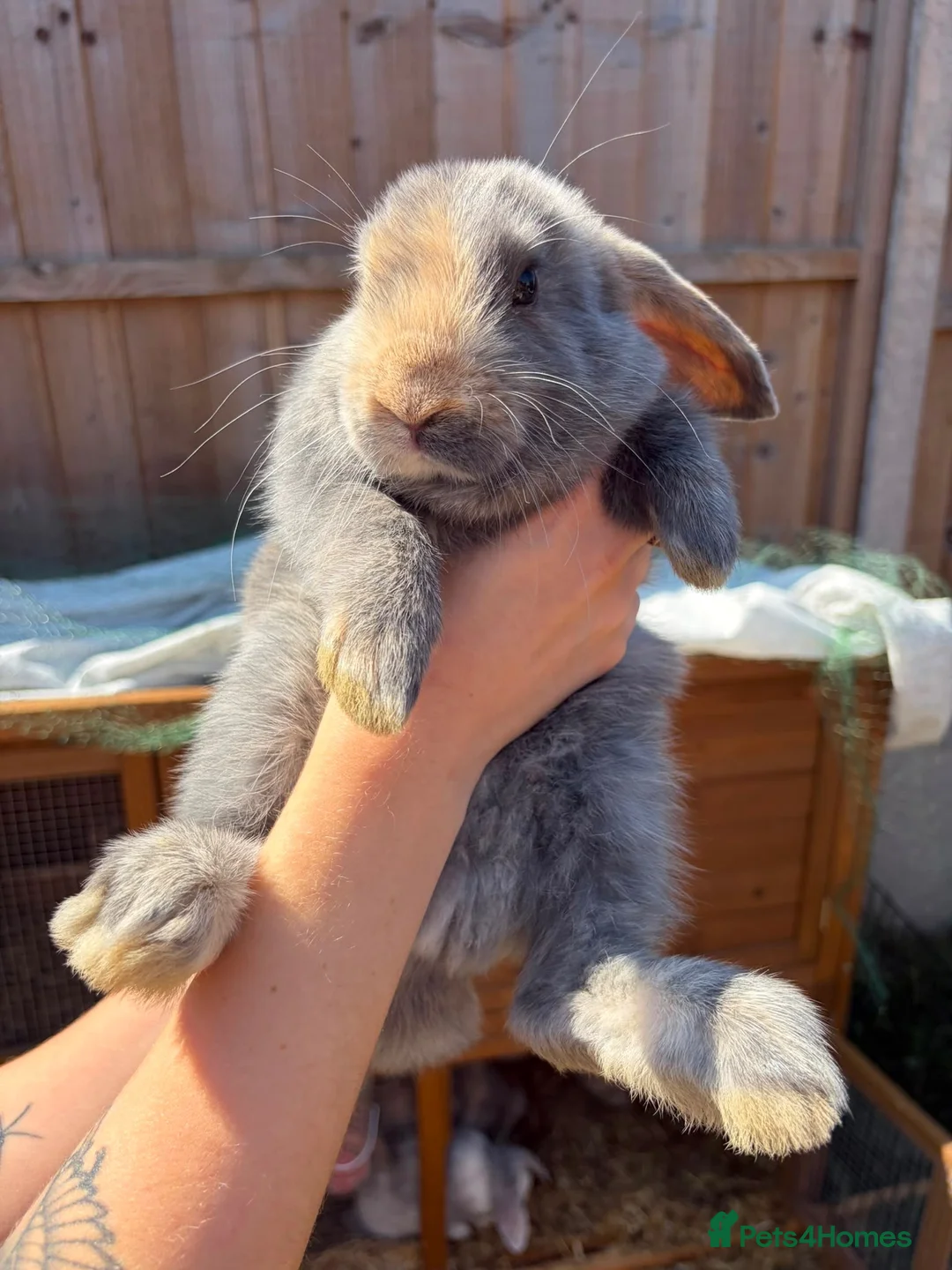 Mini Lop rabbits for sale: Harlequin Mini Lops  in Chesterfield - Advert 9