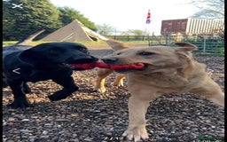 Labrador Retriever dogs for sale: Fox Red KC Reg Labrador Puppies Ready 11/10/25 - Image 5