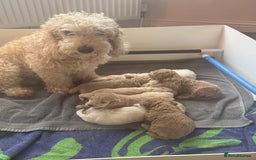Cockapoo dogs for sale: Wonderful snuggle buddy  - Image 18