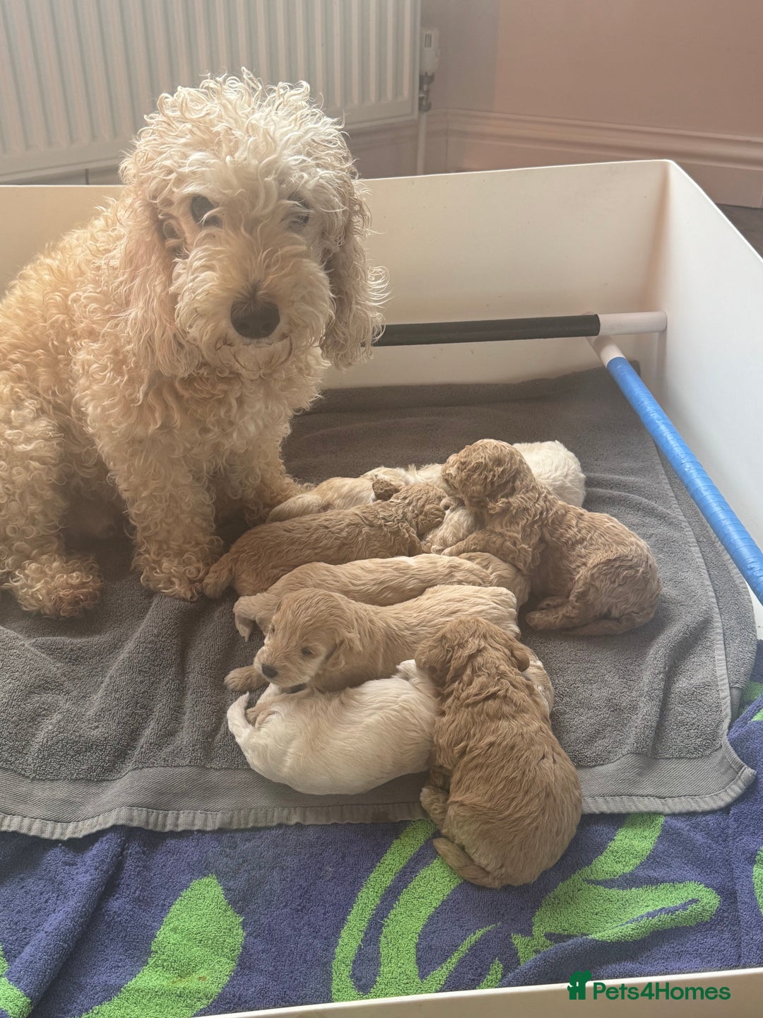 Cockapoo dogs for sale: Wonderful snuggle buddy  - Image 18