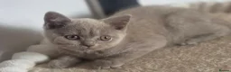 British Shorthair cats for sale: Boy and girl available  - Advert 5