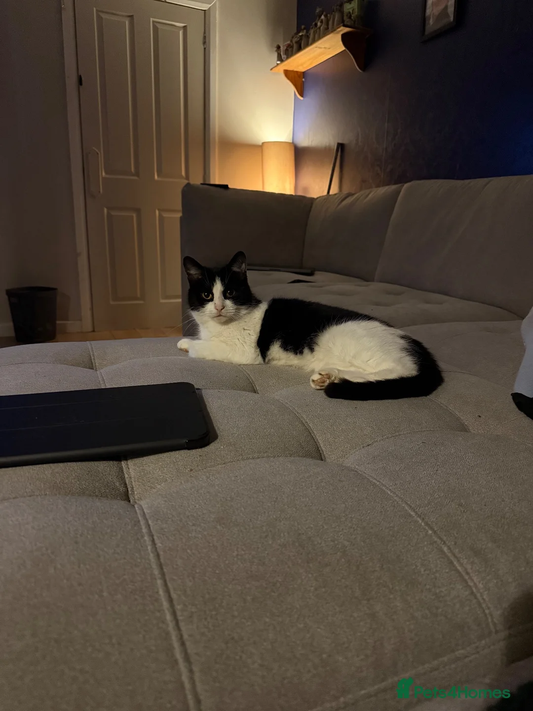 Mixed Breed cats for sale: Black kittens  - Advert 4