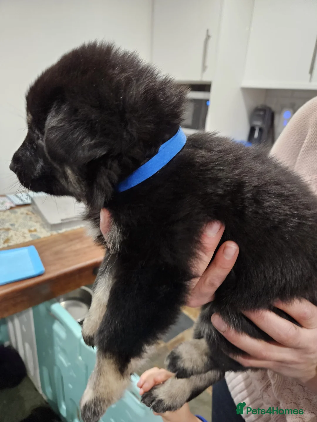 Mixed Breed dogs for sale: German Shepherd/Alaskan Malamute Puppies - Advert 22