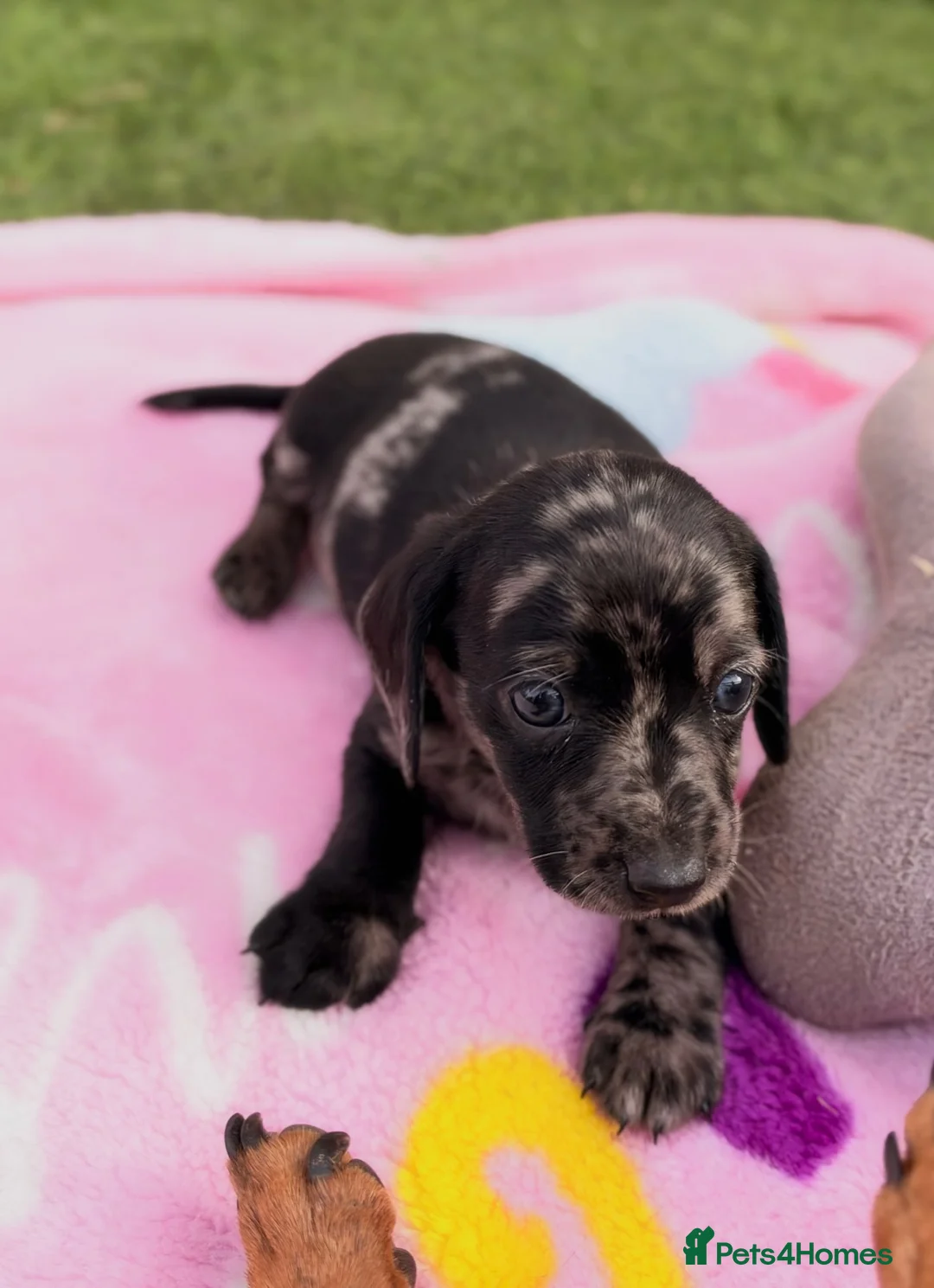 Mixed Breed dogs for sale: My beautiful Jack Russell X dachshund pups.  - Advert 1