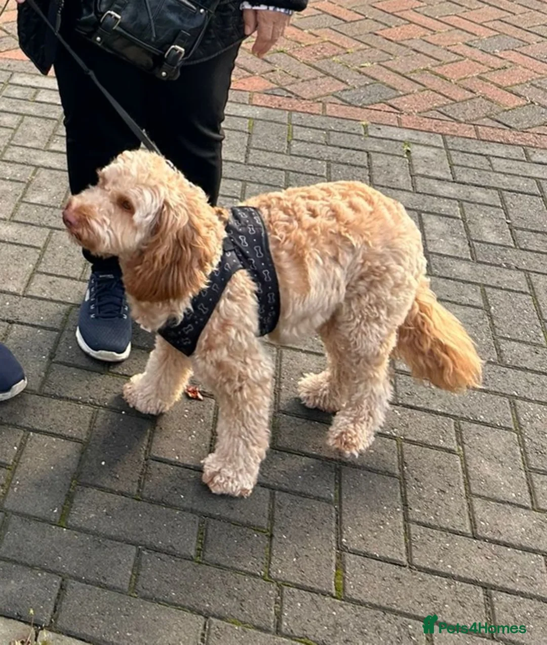 Cockapoo dogs for sale: 4 years old male cockapoo  in Reading - Advert 2