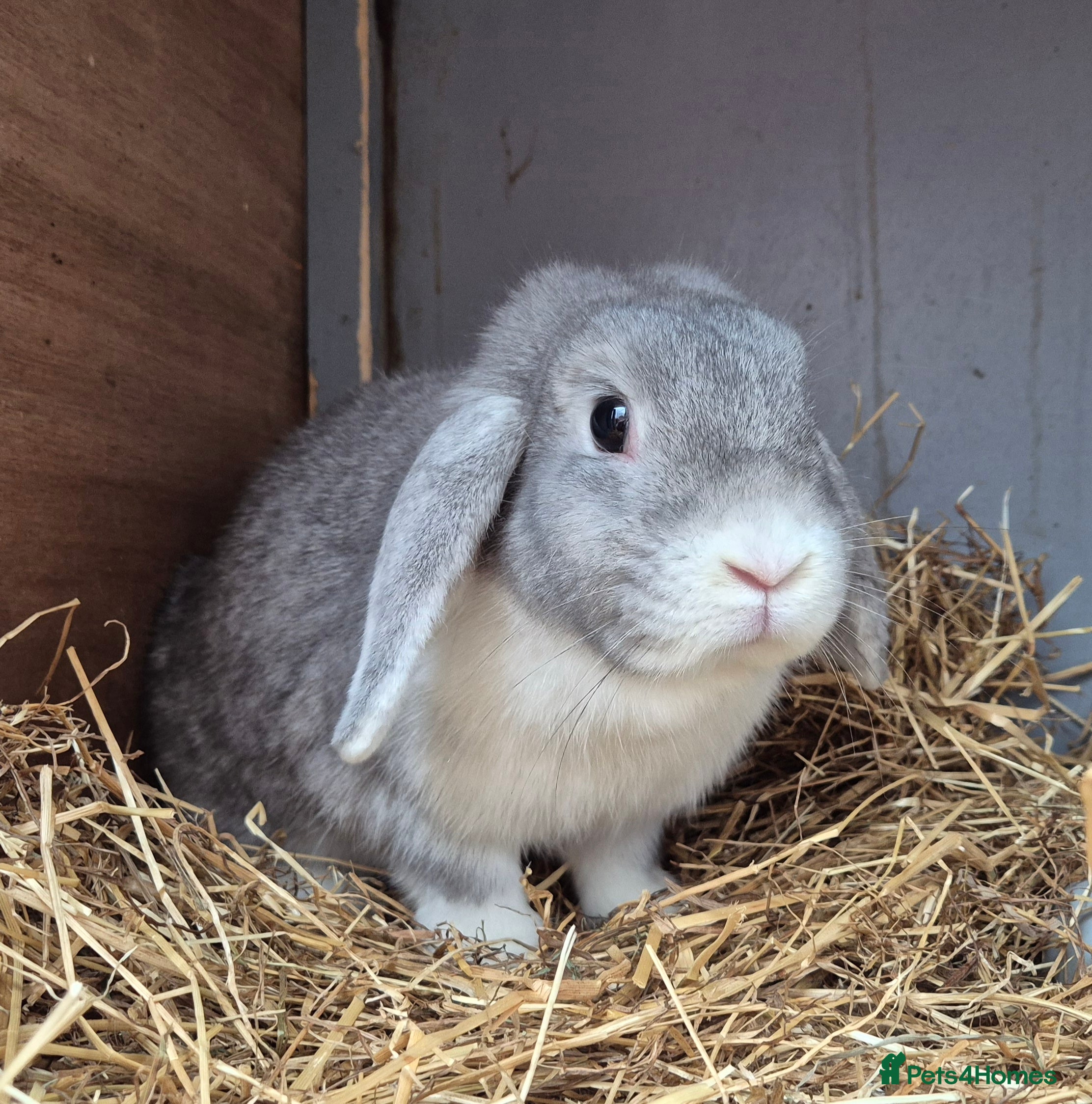 Mini Lop rabbits Adult mini lops  - Advert 1