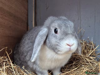 Mini Lop rabbits Adult mini lops - Advert 1