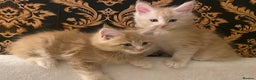 Maine Coon cats for sale: Purebred Maine Coon kittens - Advert 3