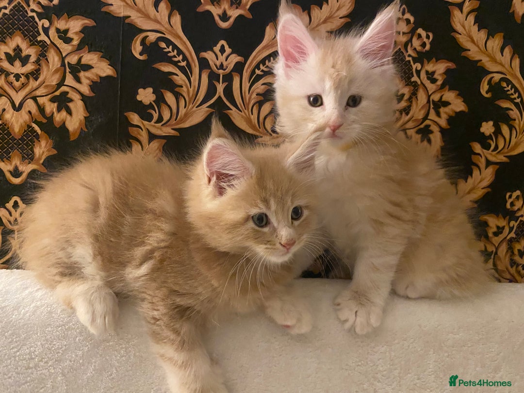 Maine Coon cats for sale: Purebred Maine Coon kittens - Advert 3