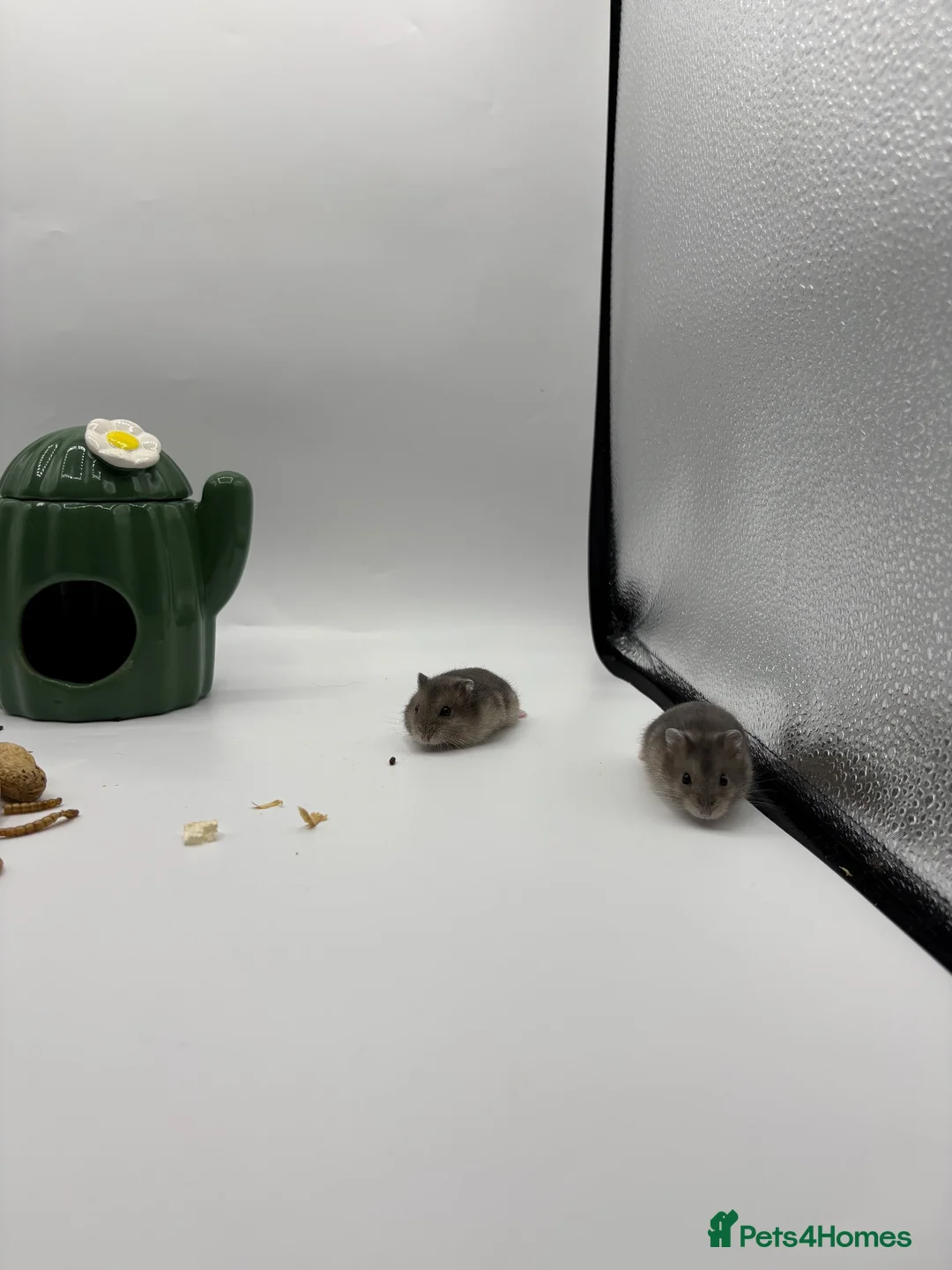 Hamster rodents for sale: Pure bred winter White Russian dwarf hamster  - Advert 2